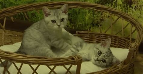 kitten gives big brother the most relaxing massages he s in kitty