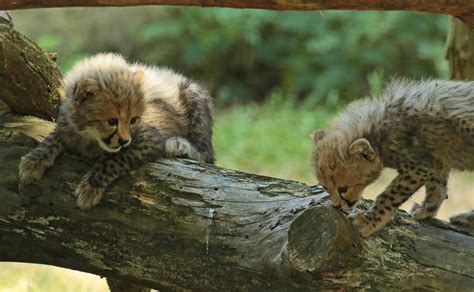 jachtluipaard beekse bergen jna cute animals animals kittens
