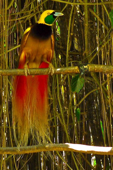 Paradijsvogel Bird Of Paradise Papua New Guinea Flickr