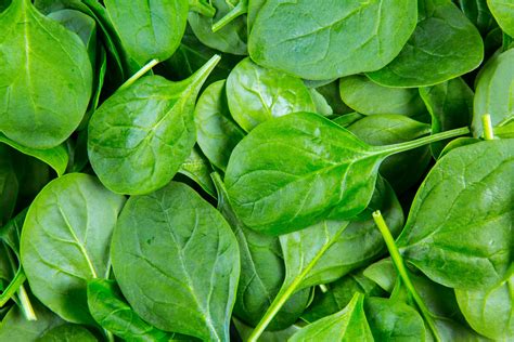spinach leaves  stock photo public domain pictures