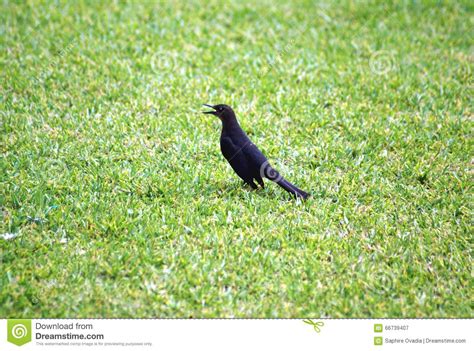 zwarte vogel  mexico mexicaanse zwarte vogel stock afbeelding image