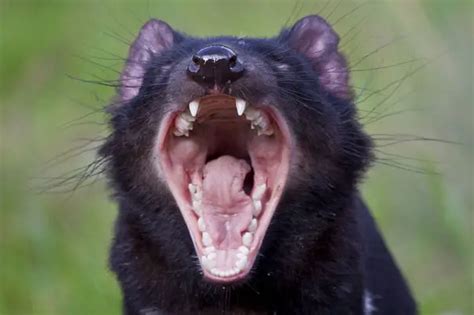 tasmanian devil facts animal facts encyclopedia