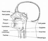 Vocal Tract Speech Anatomy Phonetics Phonology Pharynx Sagittal Edu Human Sound Linguistics Color Vowel Nasal Cavity Mouth Upenn Courses Ling sketch template