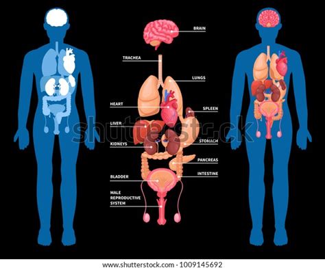 human anatomy layout internal organs male stock vector