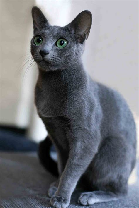 image dark gray russian blue catjpg animal jam clans wiki fandom powered  wikia