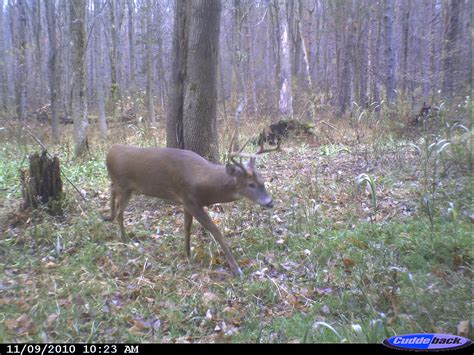 Whitetail Food Plots Honey Holes For All Acreage Part 3