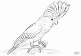 Cockatoo Coloring Pages Major Cockatoos Printable Mitchell Template Drawing Drawings Sketch Coloringbay Popular sketch template