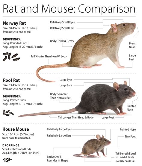 managing rat and mouse pests province of british columbia