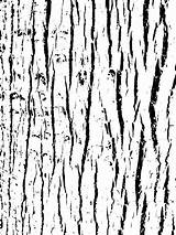 Bark Texture Clip Distressed Birch sketch template