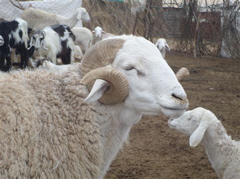 resultat de recherche dimages pour moutons mouton algerie