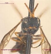 Afbeeldingsresultaten voor "xiphacantha Quadridentata". Grootte: 176 x 185. Bron: www.zoology.ubc.ca