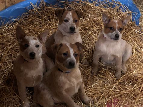 australian cattle dog puppies  sale lansing mi