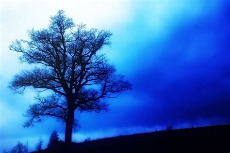 blue tree  joe p  px blue tree tree blue