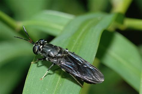 black soldier fly maggots  reduce waste  serve   protein