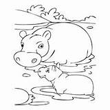 Hippo Coloring Pages Baby Cute Printable Toddlers sketch template