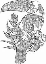 Toucan Zentangle Mandala Coloringbay  sketch template