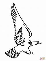 Aquila Aguila Colorear Calva Stampare Cazando Disegno Disegnare Attacking Stilizzata Pagine Fresco Reale sketch template