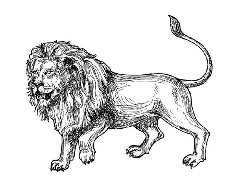 illustration representing  lion illustration representing  lion