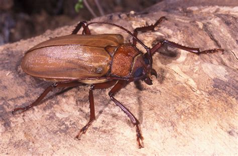longhorned beetles family cerambycidae queensland museum