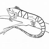 Iguana Galapagos sketch template