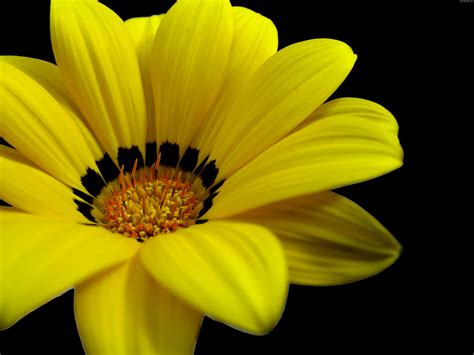 Great Yellow Flower Wallpapers Hd Wallpapers Id 5601