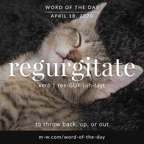 regurgitate   wordoftheday language languagelearning merriamwebster dictionary