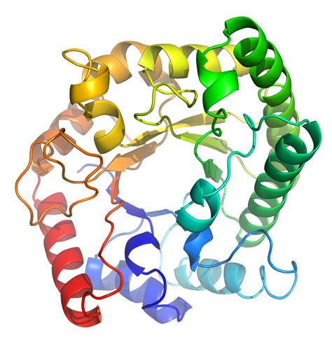 protein   functions  distinguish   macromolecules