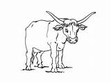 Vache Vaches Coloriages Cornes Partage Imprime Télécharge Gulli sketch template