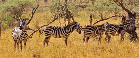 world  zebras explore  charm  africas striped creatures