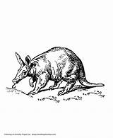 Coloring Aardvark Pages Ant Wild Eater Animal Honkingdonkey Kids Sheet sketch template