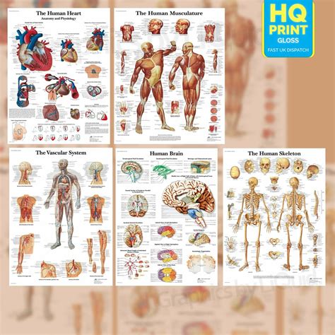 large anatomy posters