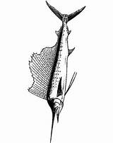 Zwaardvis Schwertfisch Kleurplaten Swordfish Stemmen sketch template