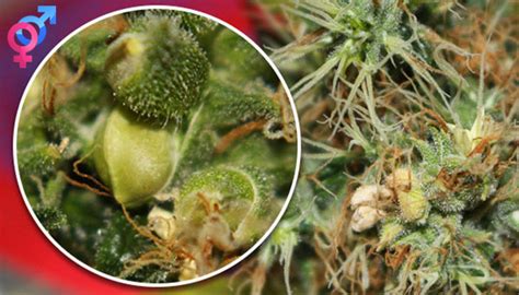 male vs female cannabis how to identify the sex of your plant herbies