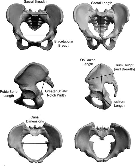 Pelvic Bone Anatomy Male And Female Pelvis The Bony