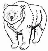 Bear Family Coloring Pages Getcolorings sketch template