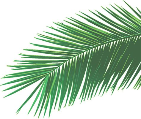 palm leaves vector    image
