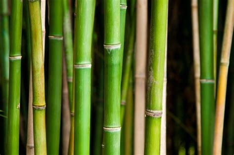 selling bamboo thriftyfun