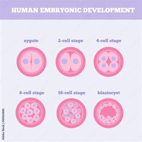 human embryonic development medical vector illustration fertilized egg