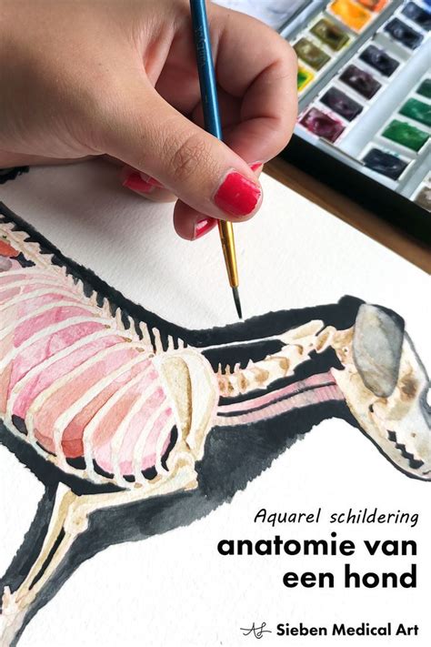 deze medische illustratie die delen van de anatomie van een hond laat zien  gemaakt  aquarel