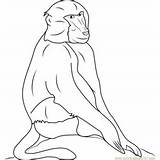 Baboon Coloring Baboons Pages Hamadryas Coloringpages101 Printable Color sketch template