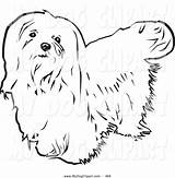 Dog Coloring Maltese Haired Clip Long Upwards Looking Background Rey David Get Print sketch template
