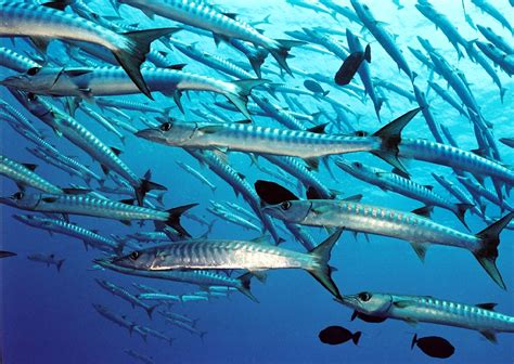 barracuda fishing fish charter curacao