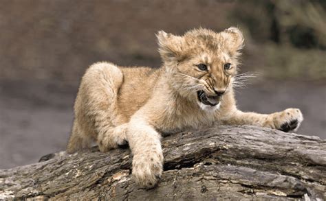 amazing baby lion facts  cubs  kings animal corner