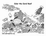 Coral Coloring Reef Pages Printable Ocean Reefs Colouring Worksheet Animals Kids Printablecolouringpages Citing Reference sketch template