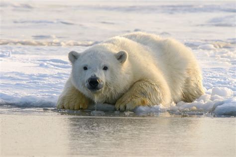 polar bears   extinct   climate change  blame science