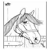 Cavalos Colorare Malesider Pferde Dyr Animais Paarden Dyre Dieren Coloriages Disegni Pferd Caballo Paard Jetztmalen Cheval Hester Cavallo Kategori Categoria sketch template