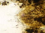 Image result for "leptomysis Lingvura". Size: 149 x 110. Source: www.aphotomarine.com