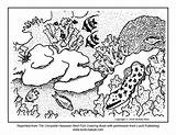 Coloring Reef Great Barrier Pages Coral Popular sketch template