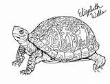 Turtle Box Eastern Coloring Deviantart Pages Drawing Stargazer Sketch sketch template