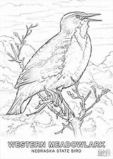 Kansas Vogel Rainforest Meadowlark Coloringbay Ausdrucken Wyoming sketch template